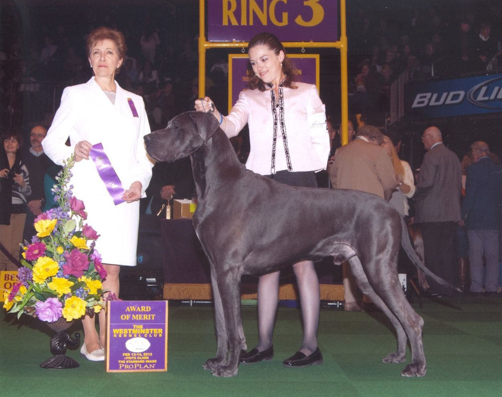 Want your dog to win at Westminster? You might need to cut off its ears or tail.